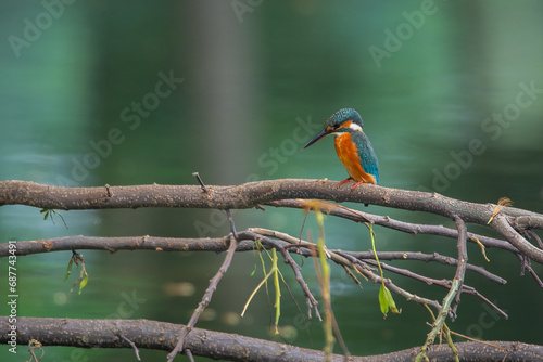 common kingfisher alcedo atthis perching on a fallen tree over a lake, natural bokeh background © Ralfa Padantya