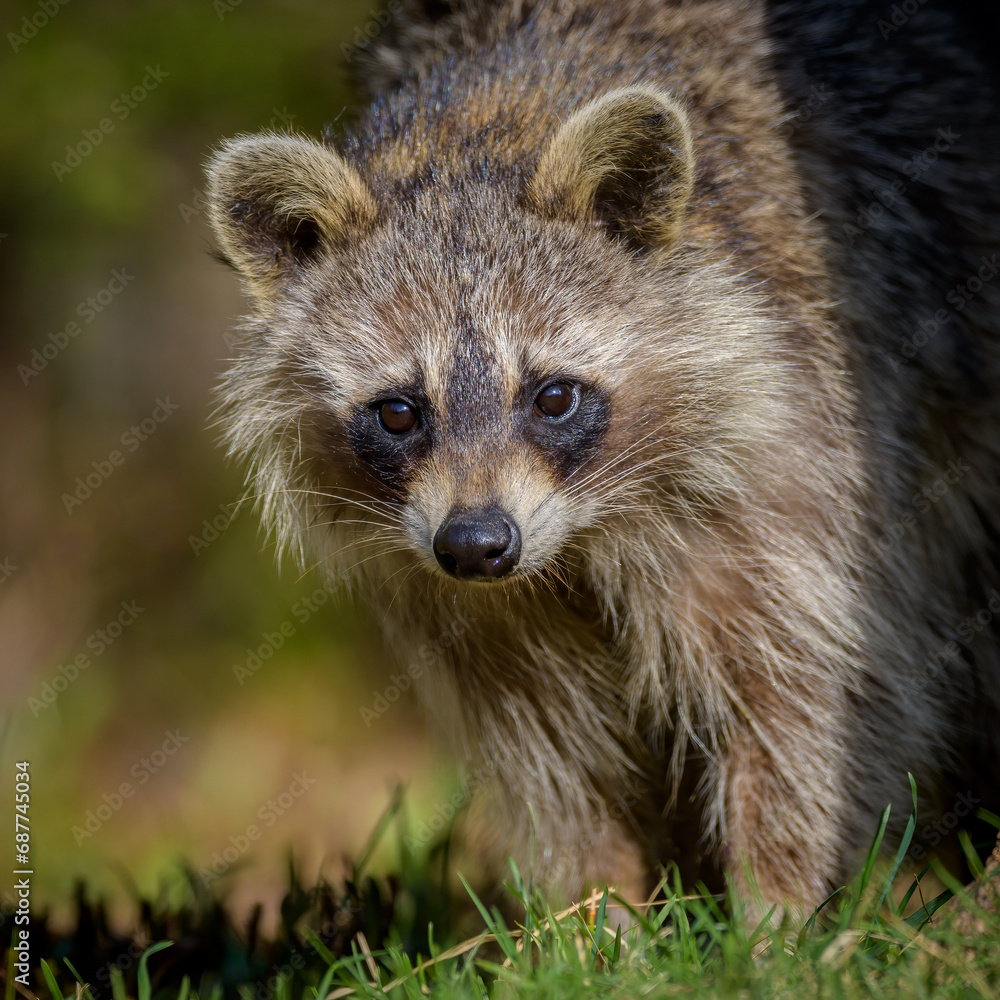 Obraz premium Close-up of Raccoon looking at camera in sunlight