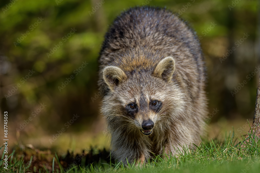 Raccoon looking at camera baring teeth in sunlight Raccoon looking at camera baring teeth in sunlight