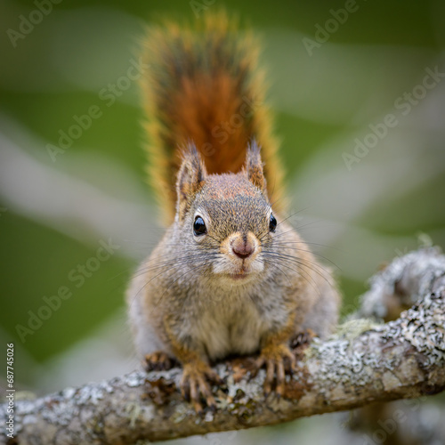 American Red Squirrel on tree branch with green background