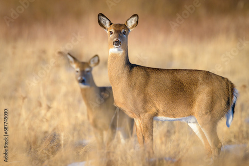 Two White-tailed Deer in field looking at camera