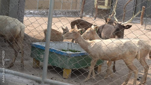 Persian fallow deer (Dama dama mesopotamica) 3 females standingand looking multan zoo photo