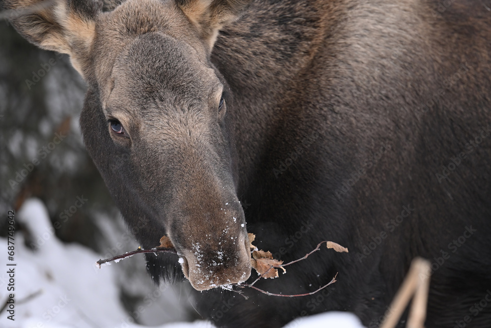 Fototapeta premium A young Alaska moose forages for food in the snowy forest.