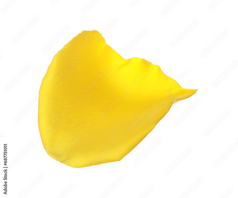 Beautiful yellow rose petal isolated on white Beautiful yellow rose petal isolated on white
