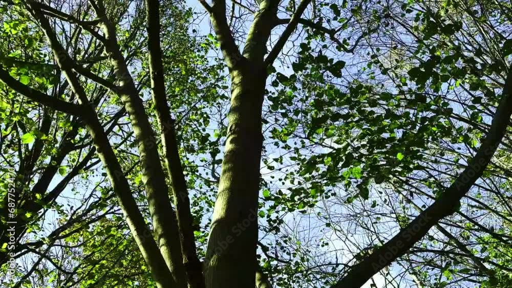 Travel Below a Beautiful Forest with Tree Branches and Green Leaves Against Blue Sky with Sunlight in a Sunny Day in Switzerland Travel Below a Beautiful Forest with Tree Branches and Green Leaves Against Blue Sky with Sunlight in a Sunny Day in Switzerland