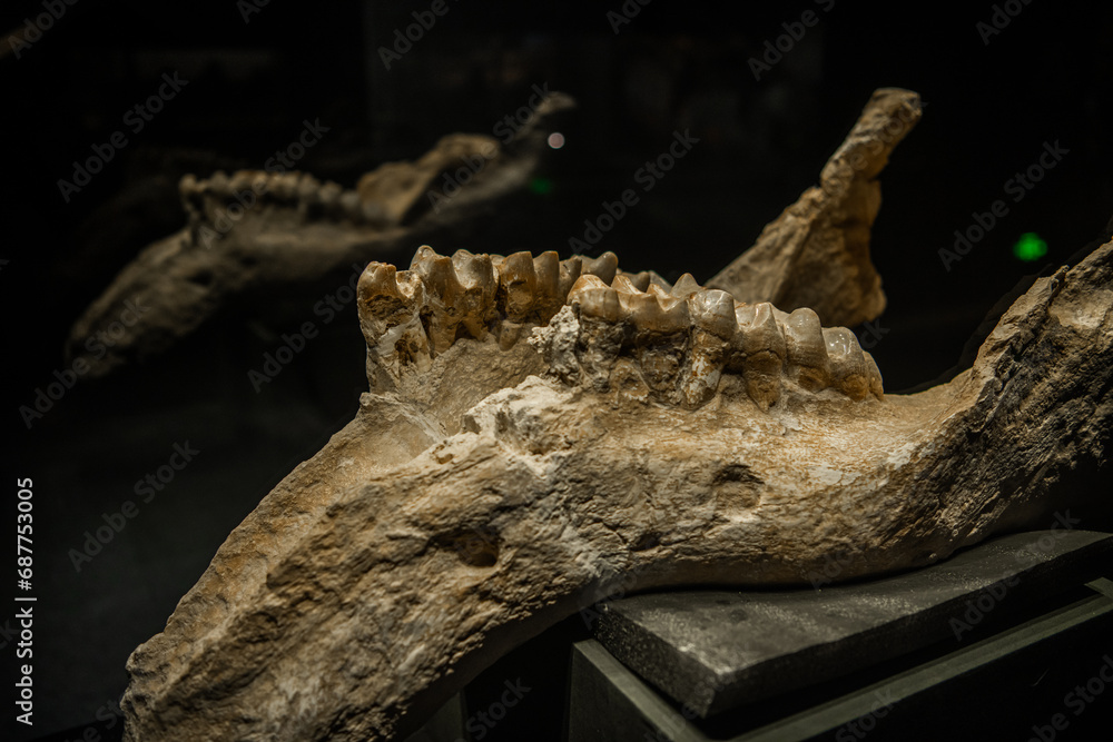 Dinosaur skull. Dinosaur skeleton on black background. Museum of Natural history