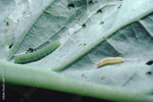 Cabbage Moth (Pieris Brassicae) Larve