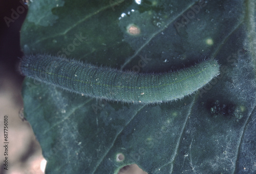Cabbage Moth (Pieris Brassicae) Larve