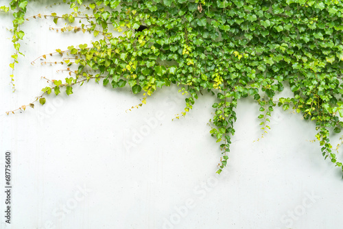 ivy leaves isolated on white background