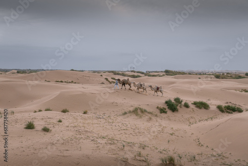 Caravan of camels. Kubuqi desert, Xiangshawan Resort, Inner Mongolia, China