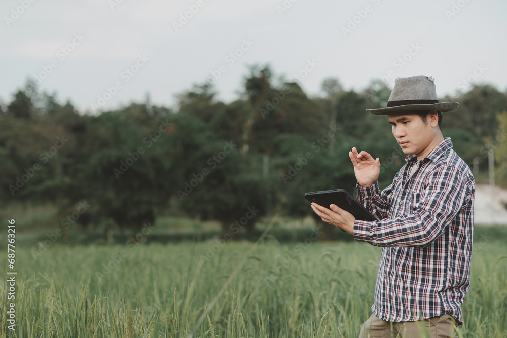 A man farmer examines the field of cereals and sends data to the cloud from the tablet, Smart farming and digital agriculture, young farmer works with a laptop in a wheat field. A man farmer examines the field of cereals and sends data to the cloud from the tablet, Smart farming and digital agriculture, young farmer works with a laptop in a wheat field.