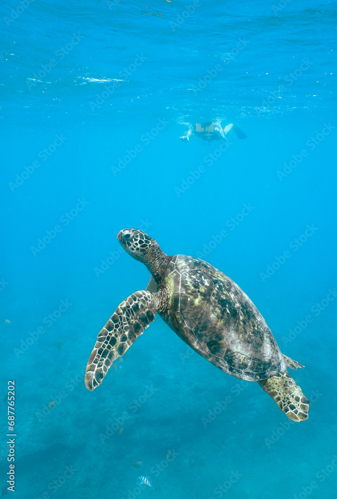 Obraz premium Snorkeling with Wild Hawaiian Green Sea Turtles in Hawaii 