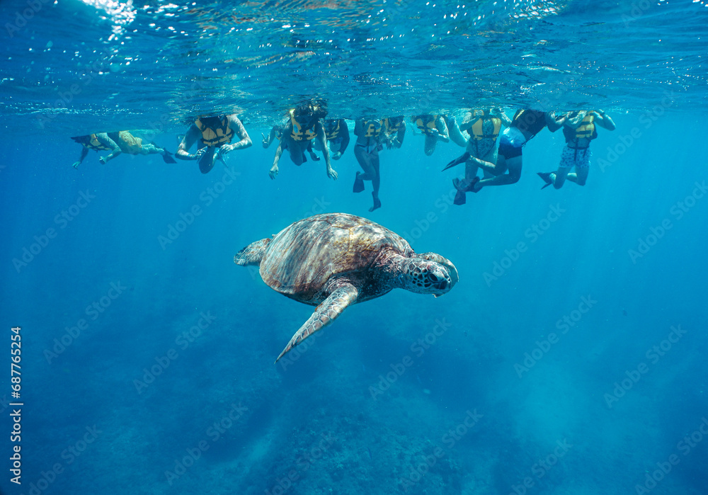 Fototapeta premium Snorkeling with Wild Hawaiian Green Sea Turtles in Hawaii 