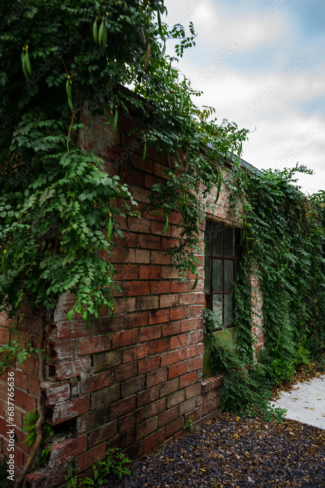 old brick wall with window and green vines growing old brick wall with window and green vines growing