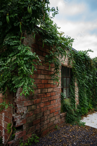 old brick wall with window and green vines growing