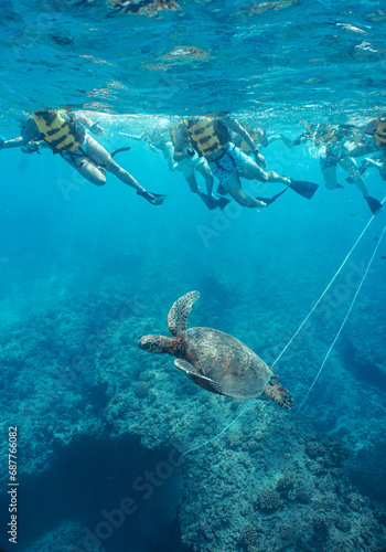 Snorkeling with Wild Hawaiian Green Sea Turtles in Hawaii 