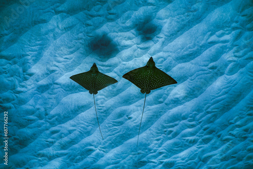 Swimming with spotted eagle rays in clear water in Hawaii 