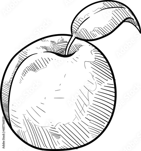 orange fruits handdrawn illustration