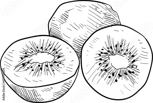 kiwi handdrawn illustration