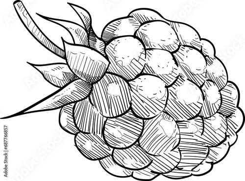 berry handdrawn illustration
