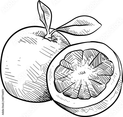 orange fruits handdrawn illustration