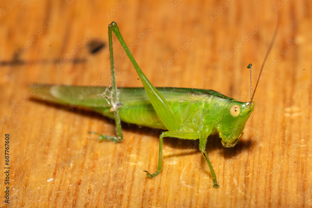 Mantis, insectos, mantodeos, Mantidae, mantis religiosa, macro, verde ,Mantis , insects , mantodeans , Mantidae , praying mantis, macro , green , Mantis, insectos, mantodeos, Mantidae, mantis religiosa, macro, verde ,Mantis , insects , mantodeans , Mantidae , praying mantis, macro , green ,