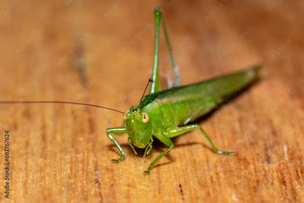 Mantis, insectos, mantodeos, Mantidae, mantis religiosa, macro, verde ,Mantis , insects , mantodeans , Mantidae , praying mantis, macro , green , Mantis, insectos, mantodeos, Mantidae, mantis religiosa, macro, verde ,Mantis , insects , mantodeans , Mantidae , praying mantis, macro , green ,