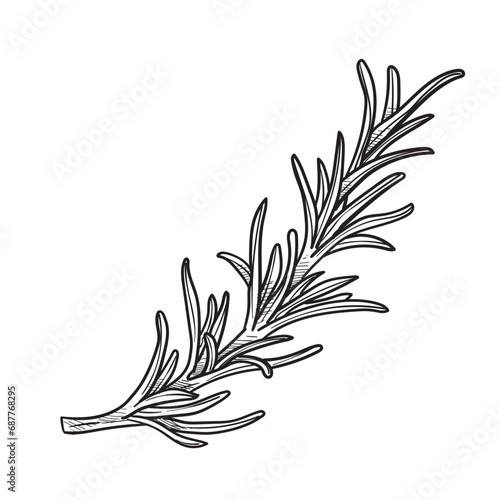 rosemary leafy handdrawn illustration