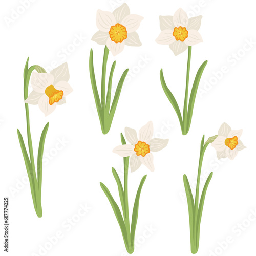 narcissus, spring flowers, vector drawing wild plants at white background, floral elements, hand drawn botanical illustration