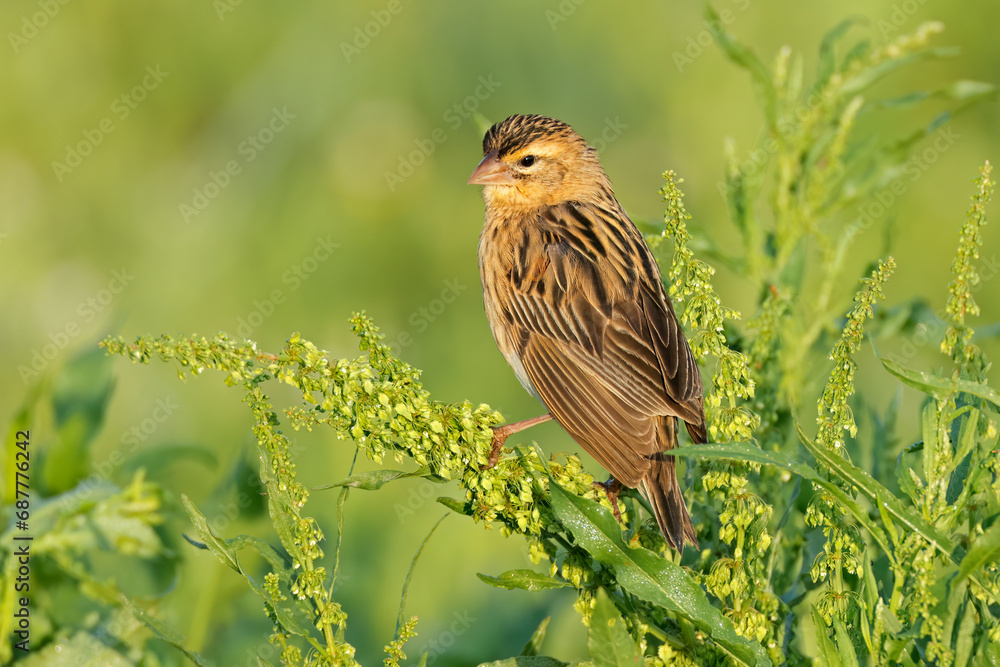 A female long-tailed widowbird (Euplectes progne) perched on a plant, South Africa. A female long-tailed widowbird (Euplectes progne) perched on a plant, South Africa.