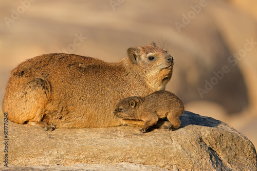 A rock hyrax (Procavia capensis) with small pup basking on a rock, Augrabies Falls National Park, South Africa.