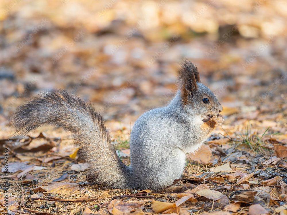 Autumn squirrel with nut sits on green grass with fallen yellow leaves Autumn squirrel with nut sits on green grass with fallen yellow leaves
