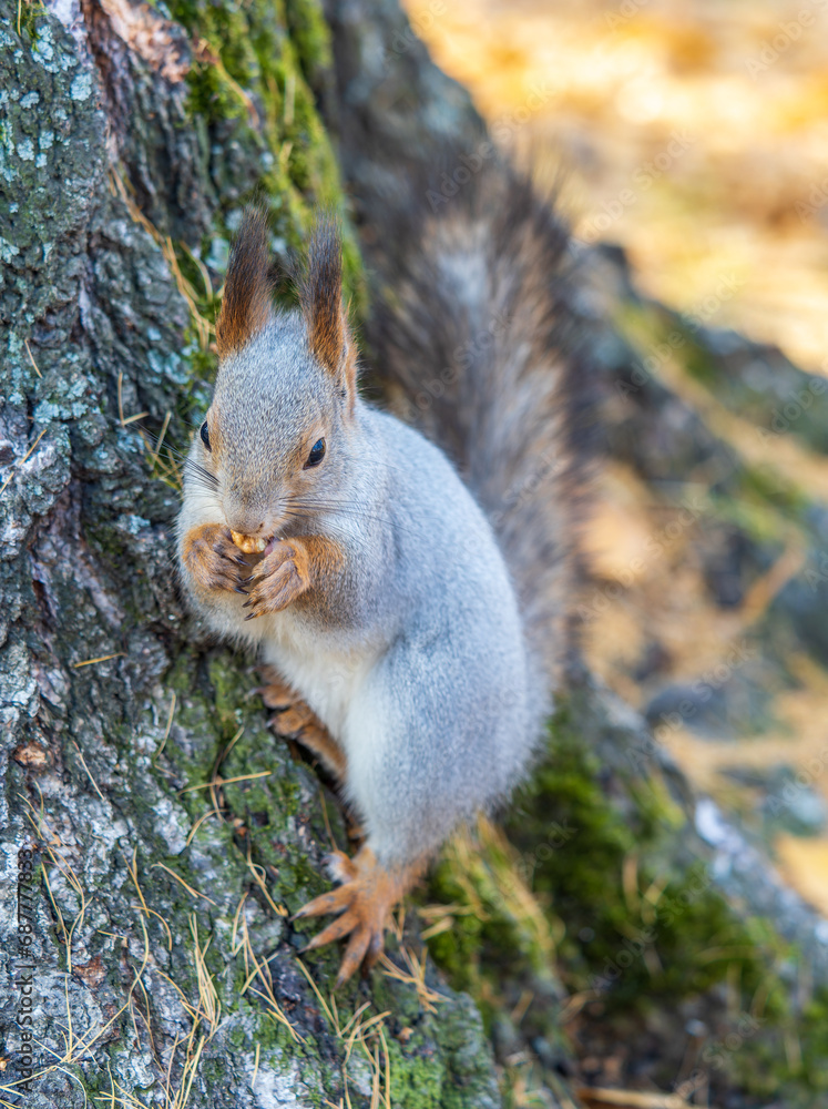 Fototapeta premium The squirrel with nut sits on tree in the autumn. Eurasian red squirrel, Sciurus vulgaris.