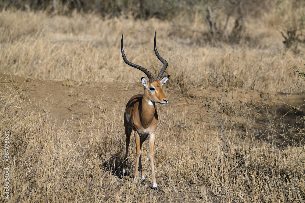 Impala standing in the sun-dried savannah in the dry season Impala standing in the sun-dried savannah in the dry season