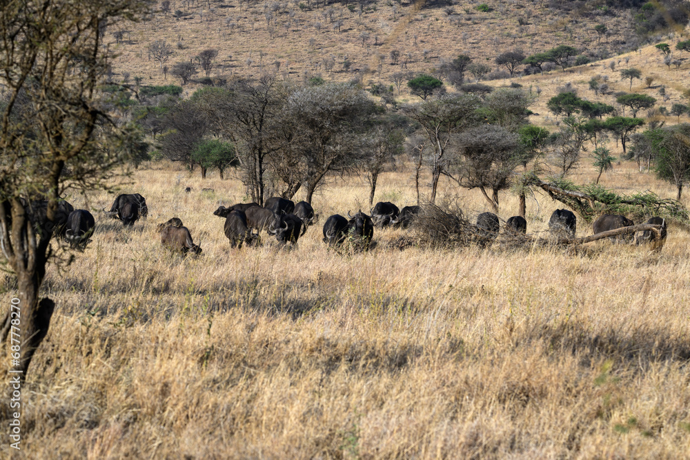 Fototapeta premium African Buffalo herd in savannah, Tanzania