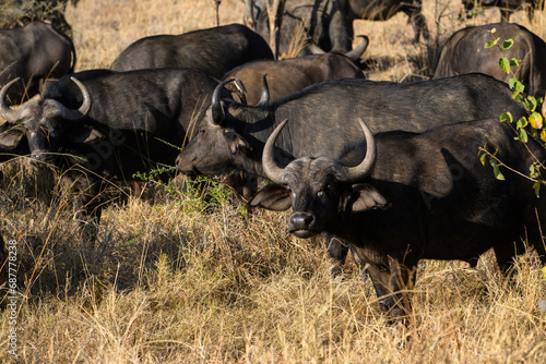 African Buffalo herd in savannah  Tanzania