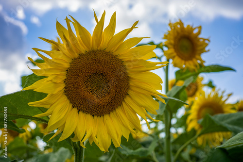 Close up einer bl  henden Sonnenblume