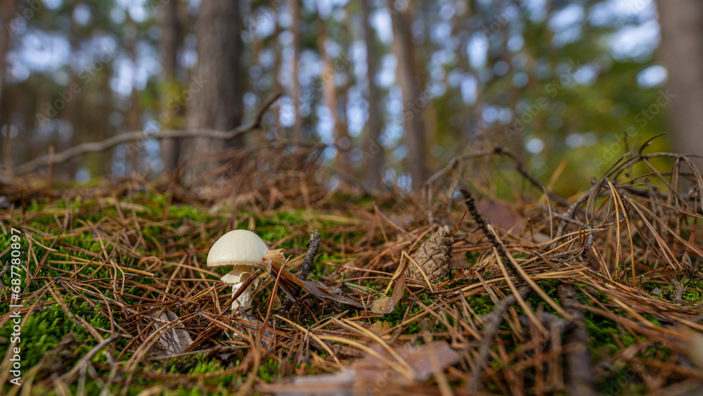 kleiner weißer Waldpilz kleiner weißer Waldpilz