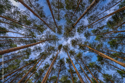 Fototapeta Naklejka Na Ścianę i Meble -  Bäume im Wald vor blauem Himmel