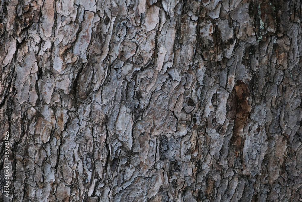 tree bark background tree bark background
