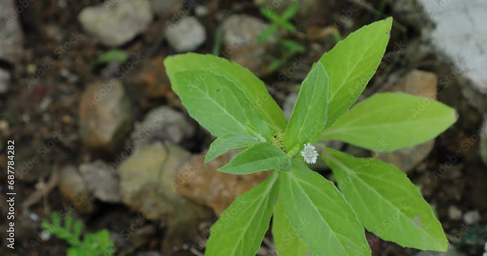 Eclipta prostrata plant growing in nature. False daisy. Karisalankanni. Eclipta alba. Bhringraj. Yerba de tago. Eclipta prostrata plant growing in nature. False daisy. Karisalankanni. Eclipta alba. Bhringraj. Yerba de tago.