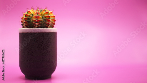 Isolated a pot of varigated Gymnocalicium cactus on pink background. Picture for use in illustrations Background image or copy space. photo