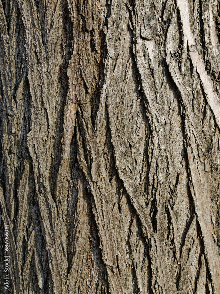 Surface of tree, natural background Surface of tree, natural background