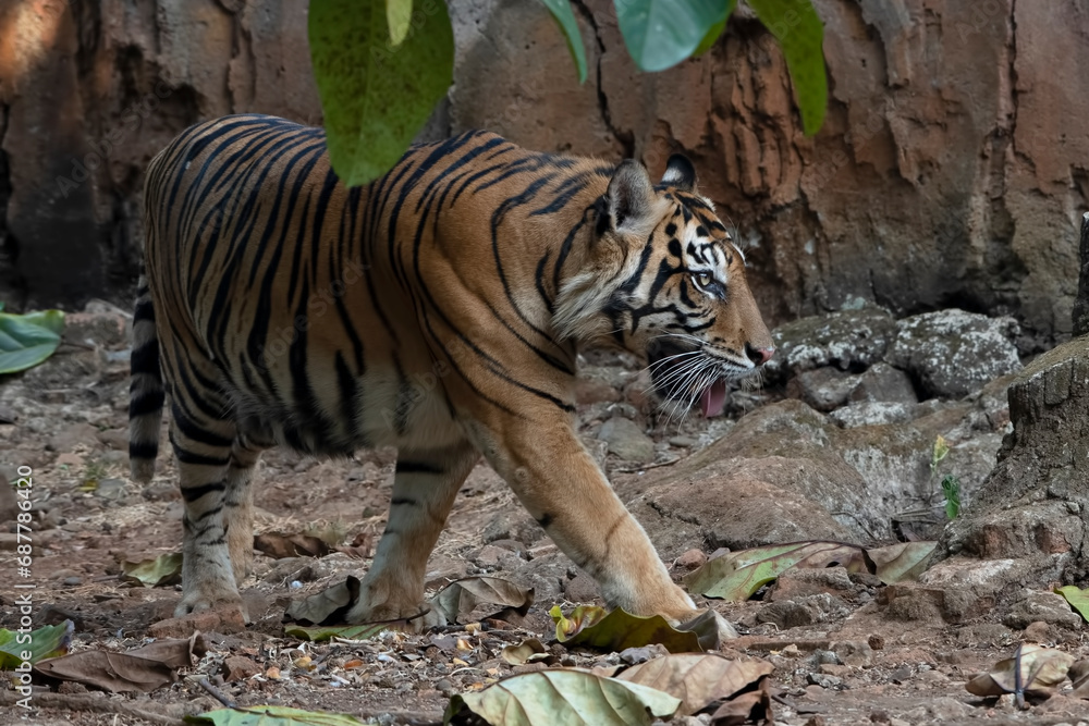 Obraz premium Close-up photo of a Sumatran tiger