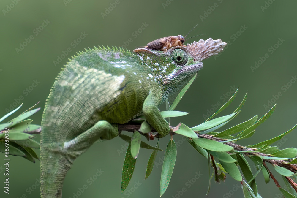 a portrait of female fischer chameleon a portrait of female fischer chameleon