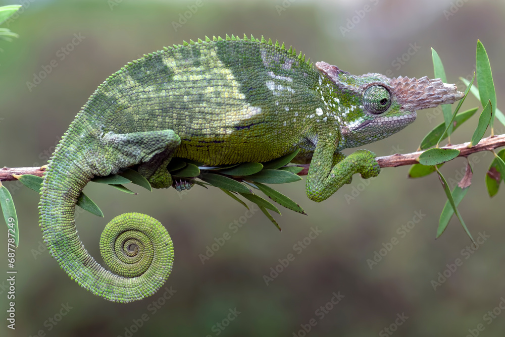 a portrait of female  fischer chameleon - obrazy, fototapety, plakaty 