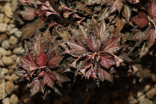 Hybrid Euphorbia francoisii and tulearensis from Thai breeder