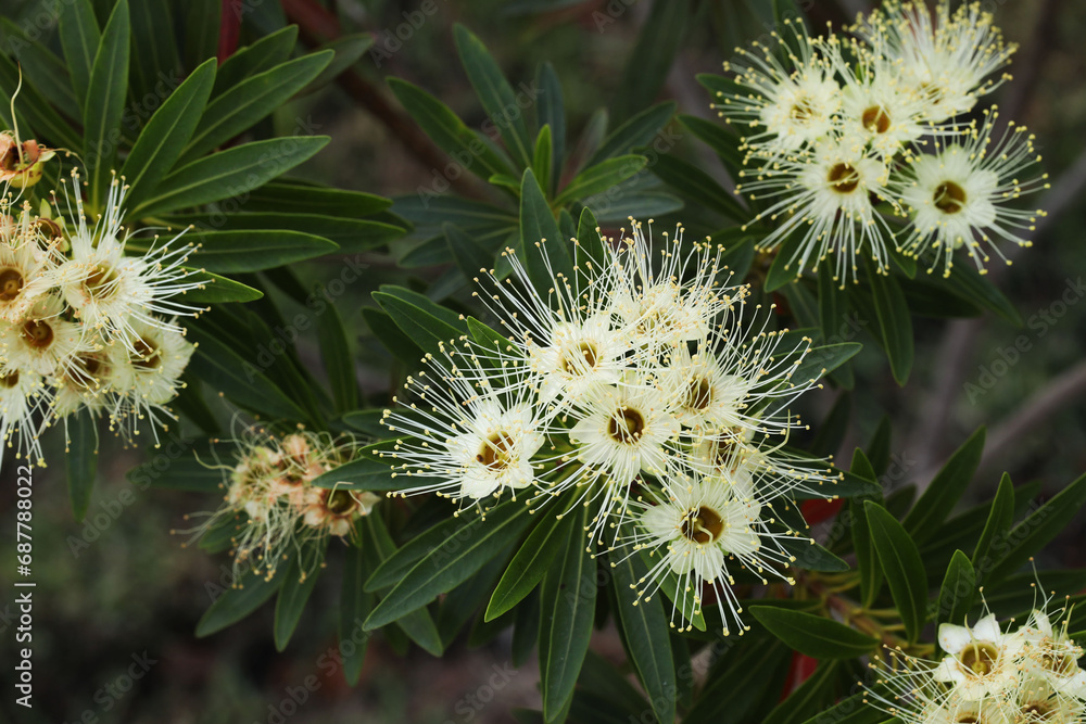 Little Penda (Xanthostemon verticillatus) in full bloom Little Penda (Xanthostemon verticillatus) in full bloom
