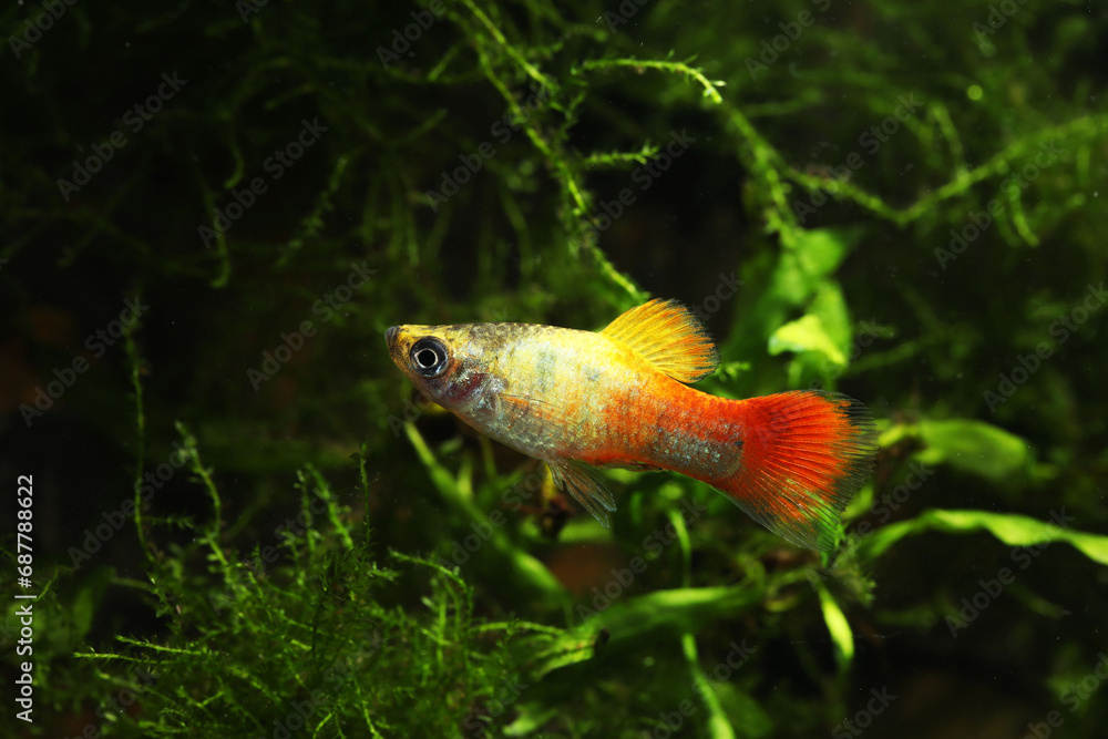 Male Rainbow platy fish (Xiphophorus maculatus) hybrid