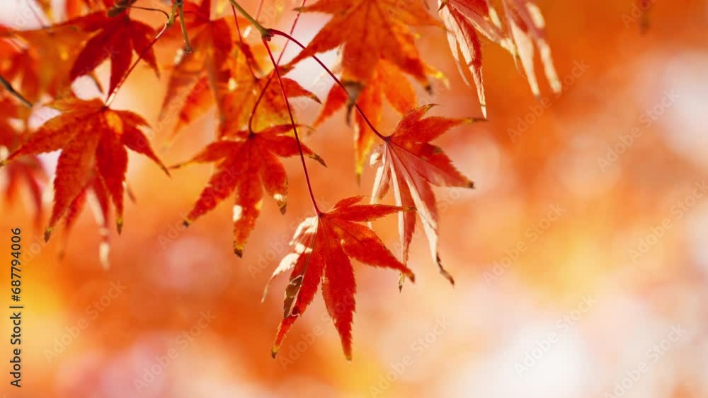 Close-up colorful nature calm autumn golden foliage on tree in autumnal fall park forest woods bright sunbeams sunlight breaks through leaves sunset or dawn nice sunny weather Close-up colorful nature calm autumn golden foliage on tree in autumnal fall park forest woods bright sunbeams sunlight breaks through leaves sunset or dawn nice sunny weather